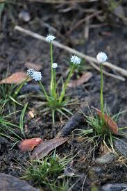 Image result for Eriocaulon