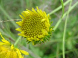 Image result for Berkheya setifera