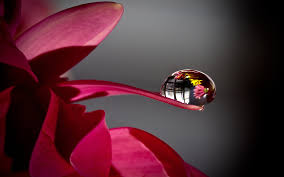 Water drop hd wallpapers wallpaper cave. Petal Water Drop Wallpaper 2560x1600 31298