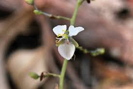 Image result for Aneilema