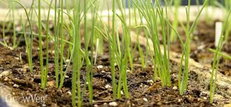 The thick stalk stabilizes these seemingly tender leaves, keeping them from tumbling over in the wind or rain.the bulb (the overwintering energy storehouse for this biennial plant) provides energy to the leaves allowing them to grow so unbelievably fast.if you have ever eaten green onions or scallions. Growing Onions Sets Or Seedlings