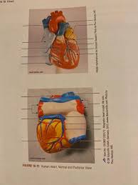 Posterior view of heart model. Ex 16 Heart Wart Ventral Figure 16 11 Human Heart Chegg Com