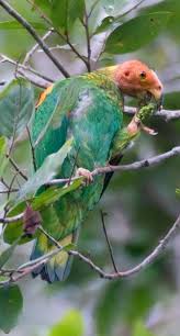 Bald Headed Parrot Birds Parrot Wild Birds