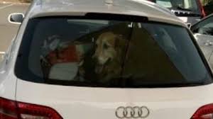 La ministre de la défense dedonder en visite à la composante aérienne de beauvechain. Waterloo Un Chien Oublie Dans Une Voiture Edition Digitale De Liege