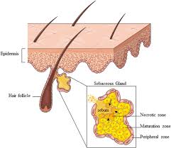 Image result for Sebaceous Gland