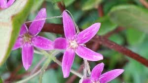 Image result for Apocynaceae subfamily Periplocoideae