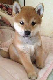 The most common shiba inu baby material is fleece. Shiba Inu Cute Animals Cute Dogs Cute Baby Animals