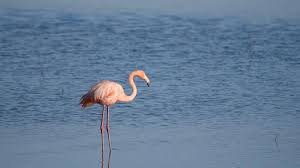 Tropical Bird With Hair On Head Hair Transplant On Twitter Flamingo Help Hair Loss Tropical Birds