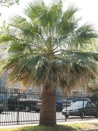 Image result for Washingtonia filifera