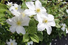 Lubera Clematis Waldrebe Shirayukihime Die Schneeflocke 2l Topf Clematis Pflanzen Und Kletterpflanzen
