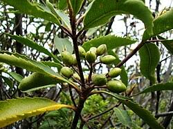 Image result for Pittosporum fulvotomentosum
