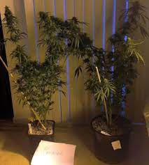 A big part of this is the fact that the sativa plant got big enough to take full advantage of all the lights, while the indica stayed short. A Guide To Growing Sativa Strains Indoors Grow Weed Easy