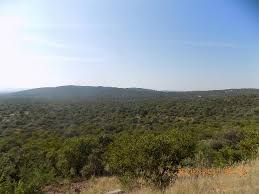 Image result for Aristida scabrivalvis