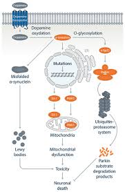 Scientists believe a combination of genetic and environmental factors are the cause of parkinson's disease (pd). Cell Lines For Parkinsons Disease