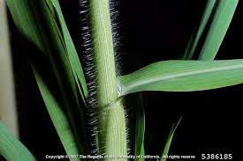 Image result for Panicum adenophorum