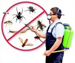 خدمات مكافحة الحشرات بجدة
