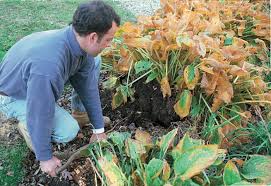 You will have noticed that. Dividing Perennials Tools Techniques And Timing Finegardening