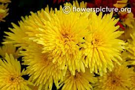 Pin On Chrysanthenums
