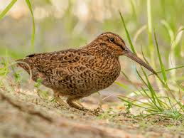 Image result for Scolopia rhamniphylla