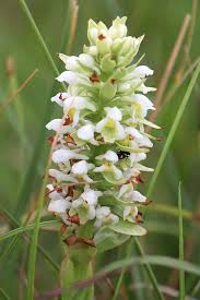 Image result for Satyrium trinerve