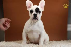 Home sires dams puppies photo gallery show brags contact us welcome to fantasia french bulldogs. Ray French Bulldog Puppy For Sale In Piscataway Nj Happy Valentines Day Happyvalentinesday2016i