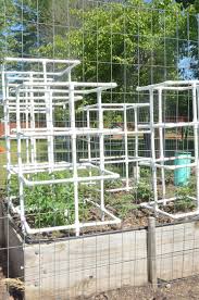 How to build a trellis for gourds. Easy Diy Tomato Cucumber Squash Pvc Pipe Cage