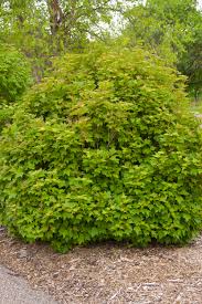 This american species (viburnum opulus var. Viburnum Cranberry Handy Andy S Nursery