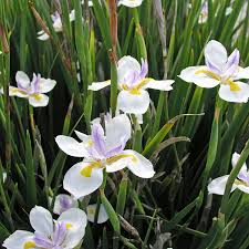 Image result for Dietes