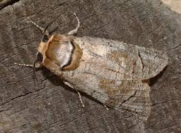 Image result for Cossus cossus