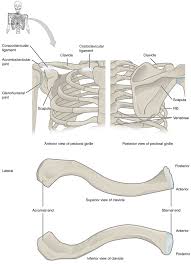 The bones of the shoulder girdle. 11 1 The Pectoral Girdle Fundamentals Of Anatomy And Physiology