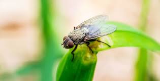 The process of getting rid of flies can be divided into two stages: Flys Fruit Flies Sandflies Getting Rid Of Flies Jae