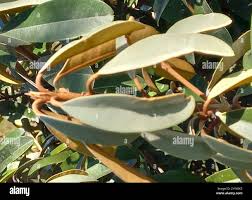 Image result for Englerophytum