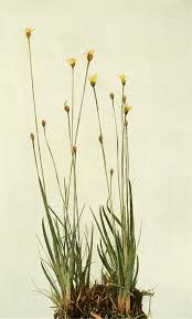 Image result for Xyris