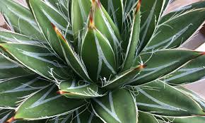 We hope that all of you are staying safe and healthy. Santa Barbara Cactus Succulent Society Responsible Collection Culture Study And Conservation Of Succulent Plants