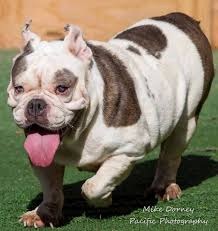 French bulldog male puppy $1990. Brainiac Westminster Shelter Seeks Return Of French Bulldog Adopted For 500 But Then Put Online For Sale At 1 450 Orange County Register
