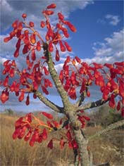 Image result for Sterculia subviolacea