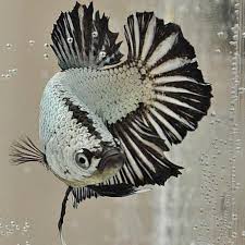 Silver Dragon Halfmoon Plakat Betta Aquarium Betta Betta Fish