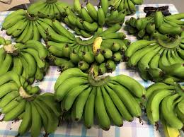 バナナを収穫しました | 株式会社ミズホ