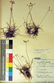 Image result for Fimbristylis dichotoma