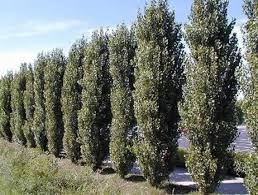 Populus nigra, the black poplar, is a species of cottonwood poplar, the type species of section aigeiros of the genus populus, native to europe, southwest and central asia, and northwest africa. 2 Lombardy Poplar Trees 2 Live Plant Tree Cuttings Rare Etsy