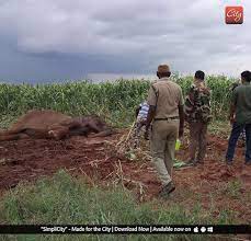 Dial ext 535 when connected. Sick Elephant Collapses In A Farmland Near Karadimadai Simplicity