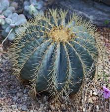 Cacti have also developed succulent tissue, waxy skin, prickly spines, and a specialized root system to take every advantage in their harsh ecosystems. Pin En Cactus