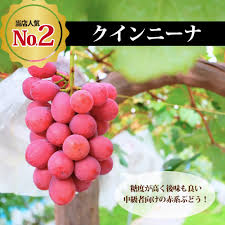 ぶどう 新 品種 苗木