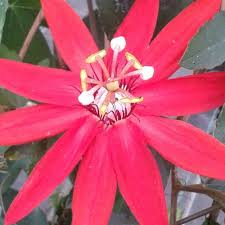 Image result for Passiflora vitifolia
