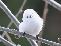 6 Hokkaido Animals That Hide In Snow Cute Animals Pet Birds Animals
