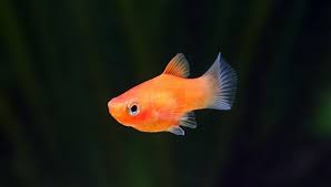 Dari banyaknya jenis ikan buntal, ikan buntal air tawar ini lebih mudah untuk dipelihara. 11 Jenis Ikan Hias Air Tawar Yang Mudah Dipelihara Bukareview
