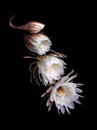Queen Of The Night Blooming Cereus Night Flowers Night Blooming Flowers Orchid Show