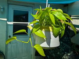 Neon pothos thriving in repurposed teapot planter