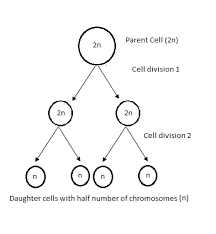 This quizlet is a guided reading about meiosis. What Is Cell Division And Why Is It Necessary Class 11 Biology Cbse