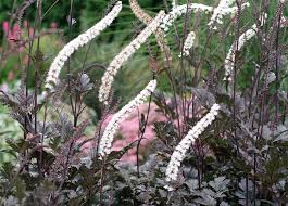 Racemosa, one plant is a feature with glowing white blooms atop. Actaea Bugbane